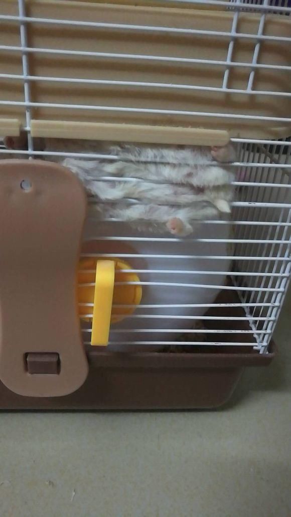 各种仓鼠的可爱睡姿,萌不到你算我,还是算仓鼠