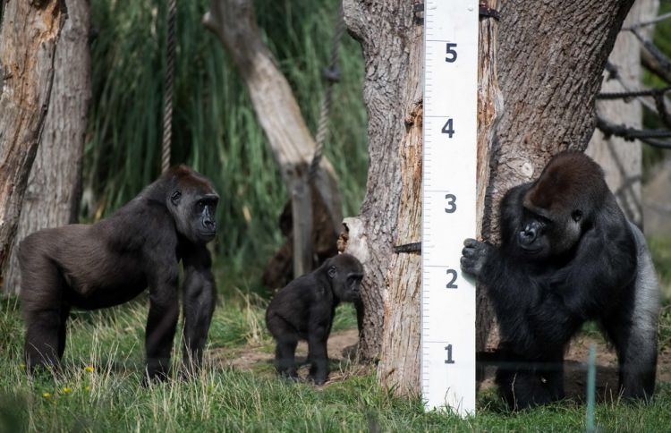8月24日,在英国伦敦动物园,大猩猩观察身高尺.