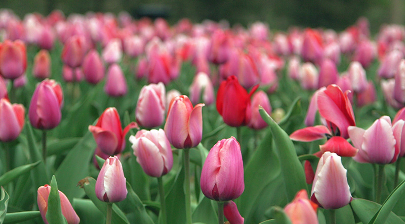 京杭大运河公园郁金香盛开 京杭大运河公园郁金香盛开