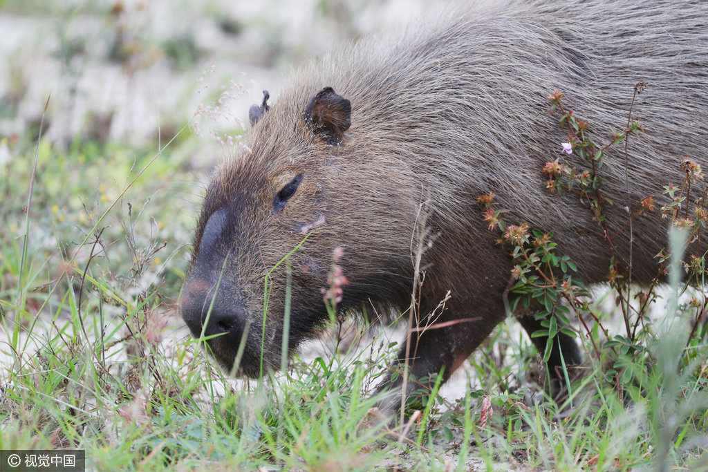 大概有40来只水豚常年居住在赛场附近。