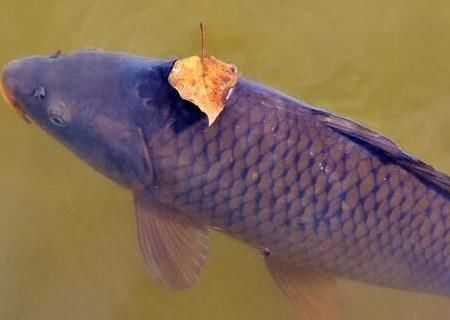 鲤鱼、草鱼、鲫鱼的区别是什么?市场批发价多