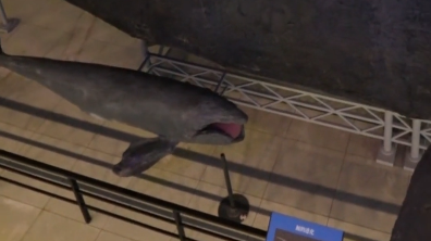 海中巨兽也有温柔时刻！大连自然博物馆内露脊鲸母子标本同框