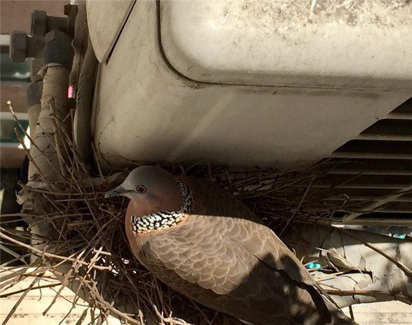 图说:4月中旬,在郑先生家空调外机筑巢孵卵的斑鸠 本文图片均为郑先生