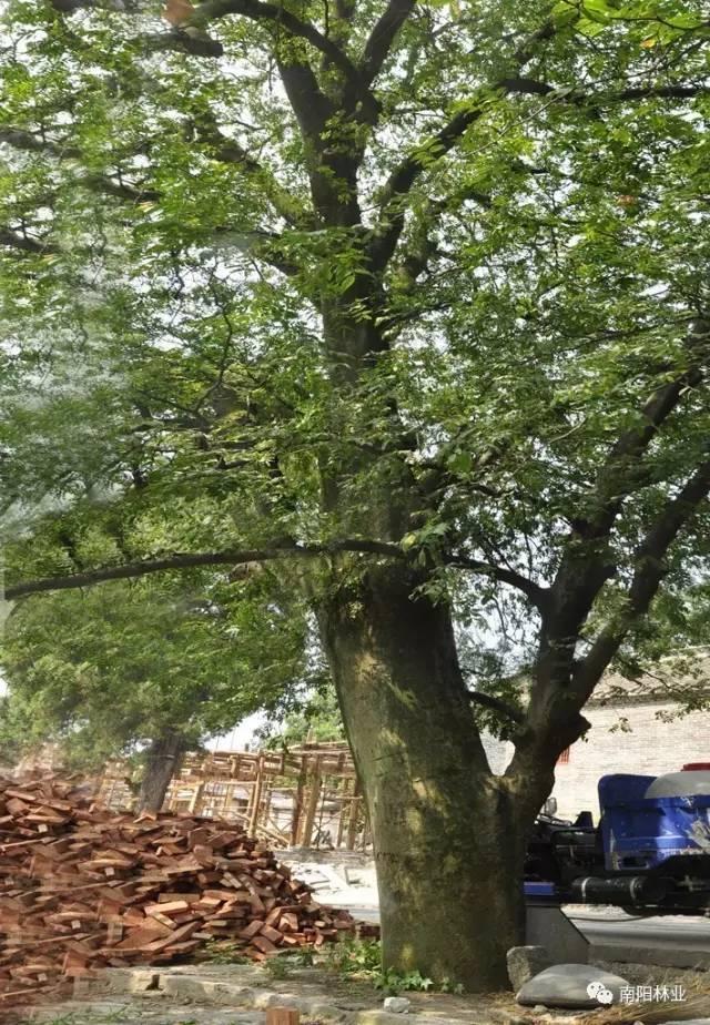 南阳最古老的树原来在这儿!