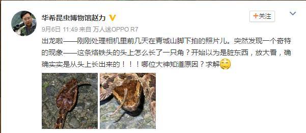 或许你对这歌、对这词不陌生,甚至还能自带节奏不自觉地哼唱出来(暴露年纪的时候到了)。青城山下有白蛇,千年修行练此身,在传说里,这并不奇怪。可是在近日,青城山下的另一条“成精的”蛇,也火了。这是怎么回事?
出龙啦——刚刚处理相机里前几天在青城山脚下拍的照片儿。突然发现一个奇特的现象——这条烙铁头(蛇类名)的头上怎么长了一只角?
9月6日,成都华希昆虫博物馆馆长赵力在朋友圈与微博上展示的这条烙铁头的照片,一下就引起了网友的关注。图为华希昆虫博物馆馆长赵力发布的微博。