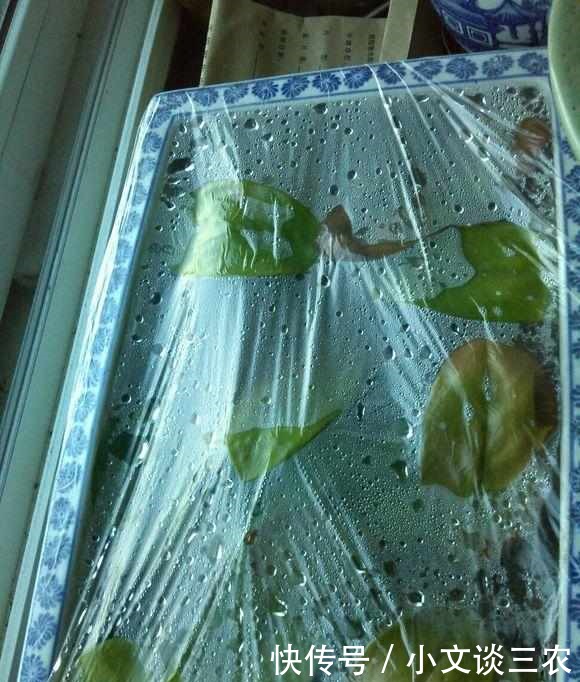 叶片扦插就能活金钱树,1妙招,成活率99%,加1料