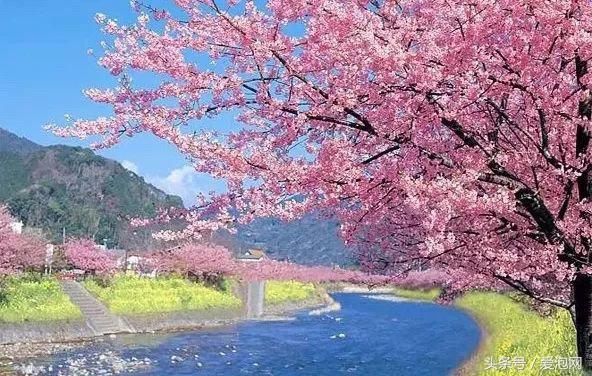 伊豆半岛日本樱花最早绽放的温泉小镇