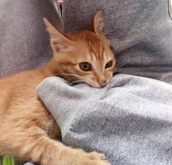 女孩收养了一只流浪猫,喂饱之后就会咬人,网友
