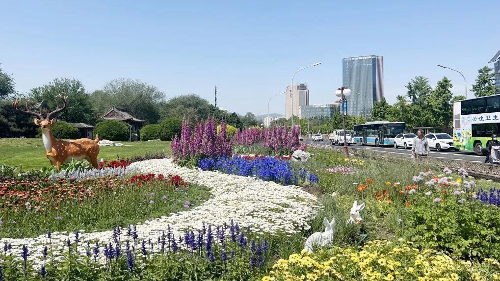 花韵石景山！夏日限定花海等你来赏~