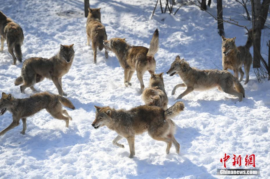 長春多輪降雪後 動物們開啟狂歡模式