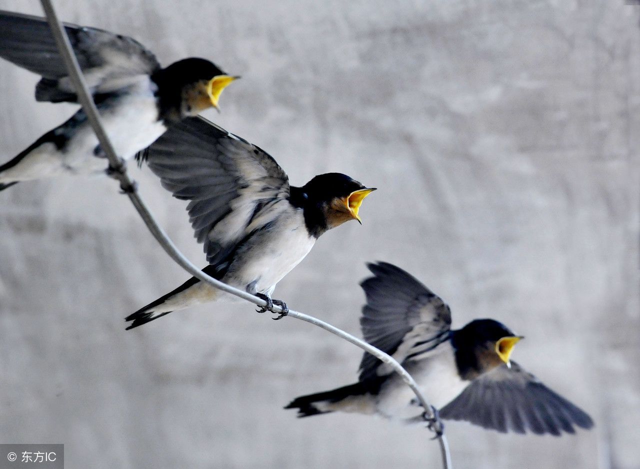 农村燕子在家里搭窝到底好不好?