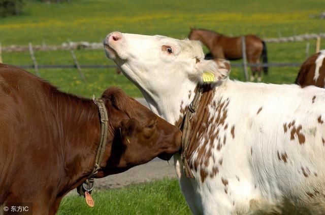 "人无千日好,花无百日红",牛朋友要注意了!