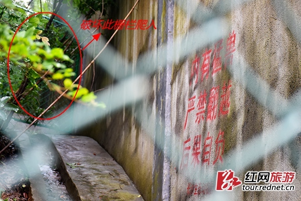 三兄妹逃票进长沙动物园与七虎擦身 高清监控传出 三兄妹逃票进长沙动物园与七虎擦身 高清监控传出