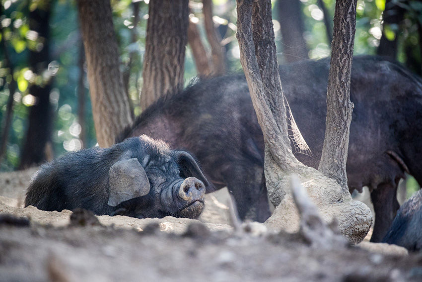 豫南一老汉特殊方法养黑猪,成本低,肉卖35元一斤,人们抢着吃
