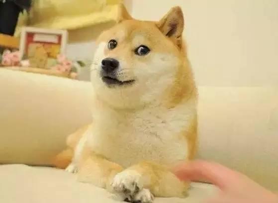 柴犬北登:我走了,但是我一直在你们的表情包里 柴犬北登:我走了,但是我一直在你们的表情包里