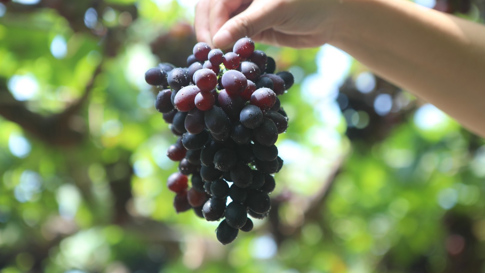 味甜多汁、果香四溢,平谷区鲜甜可口的大蓝莓葡萄已陆续上市 味甜多汁、果香四溢,平谷区鲜甜可口的大蓝莓葡萄已陆续上市