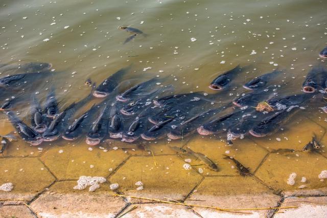 密密麻麻的鱼儿成群结队的游到岸边,张着嘴半死不活.