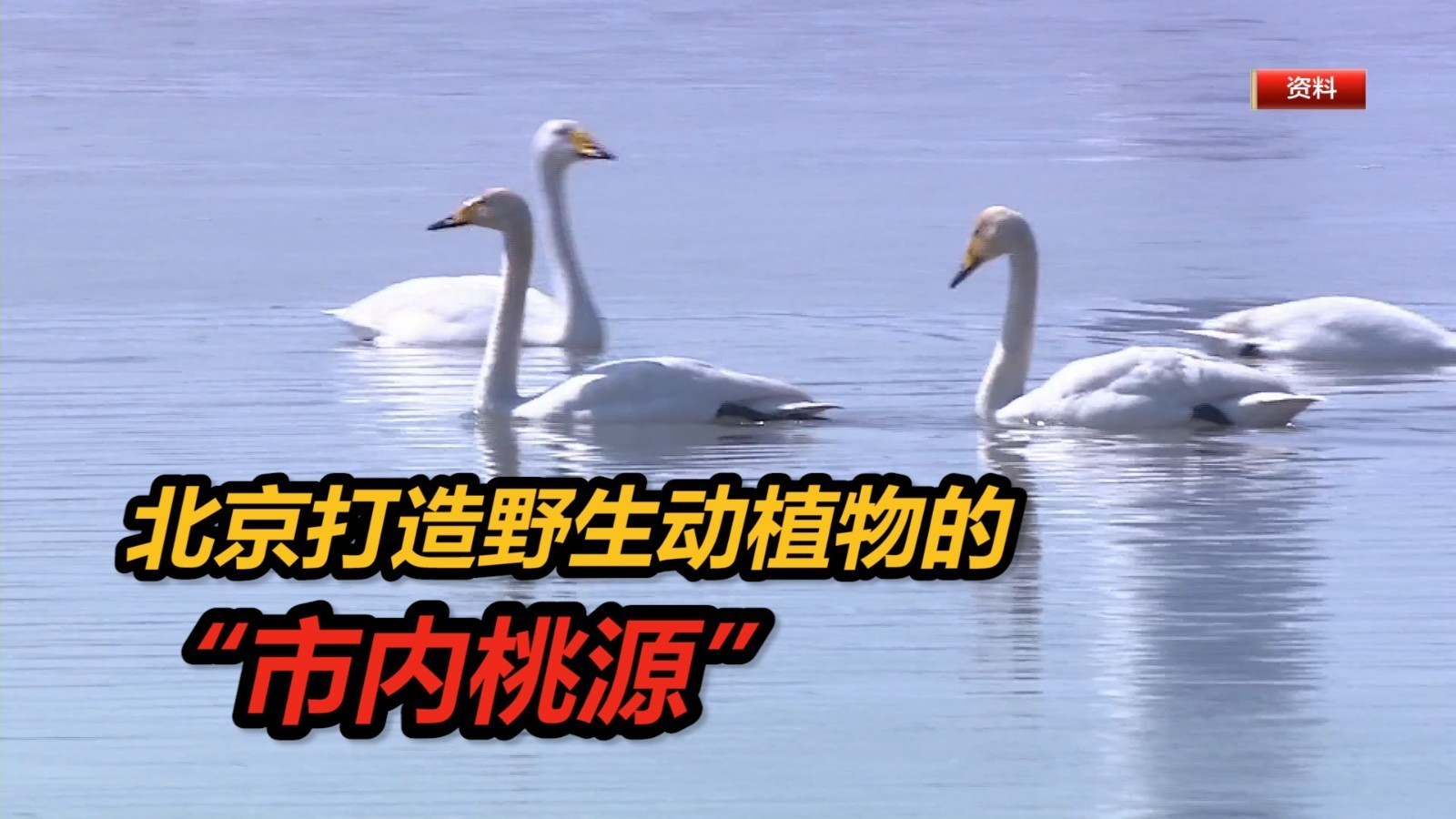 北京已建成79处自然保护地，打造人与动植物的“市内”桃源