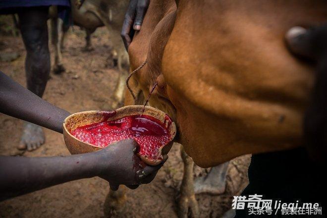 非洲的这个民族至今还过着茹毛饮血的生活 非洲的这个民族至今还过着茹毛饮血的生活