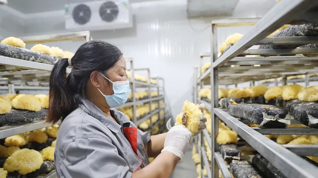 顺义区建成首个食用菌立体化工厂,首批银耳陆续采收上市 顺义区建成首个食用菌立体化工厂,首批银耳陆续采收上市