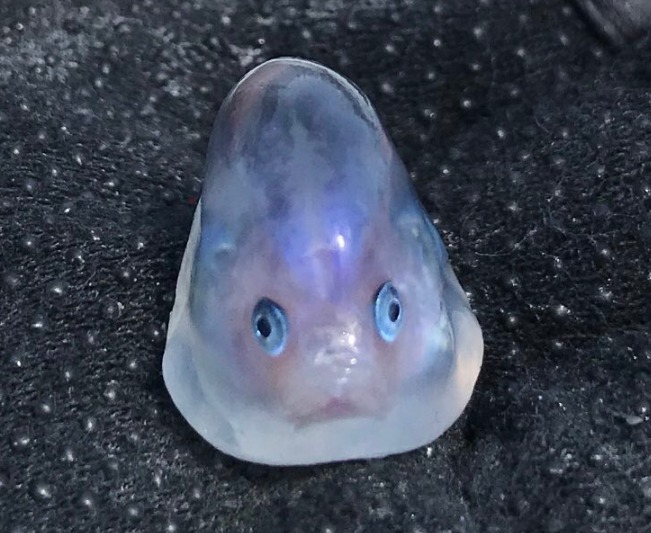 果冻状,圆滚滚 日本人从鱼腹中掏出"神秘生物"