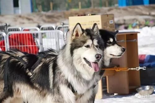 继顺风车空姐案,又有滴滴司机曝光外挂现象,