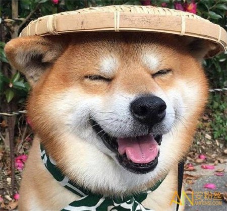 微笑狗事件是什么为什么恐怖吓人微笑狗Smile