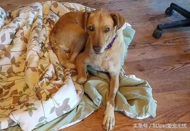 6岁自闭症男孩不会说话,但当他遇到这只流浪狗