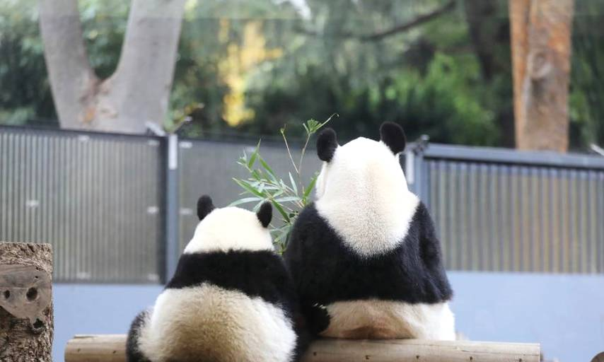 旅日母女大熊猫的背影