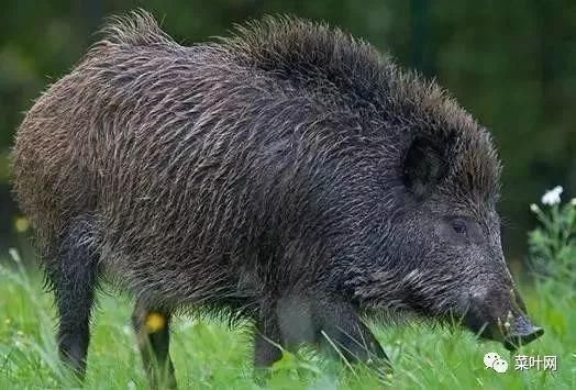 (6)夜间潜踪猎猪法:在野猪为害的农田里,清出纵横交错的狩猎通路,宽度