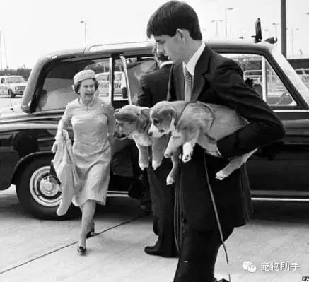 在英国皇室工作必须要掌握的技能:抱柯基! 在英国皇室工作必须要掌握的技能:抱柯基!