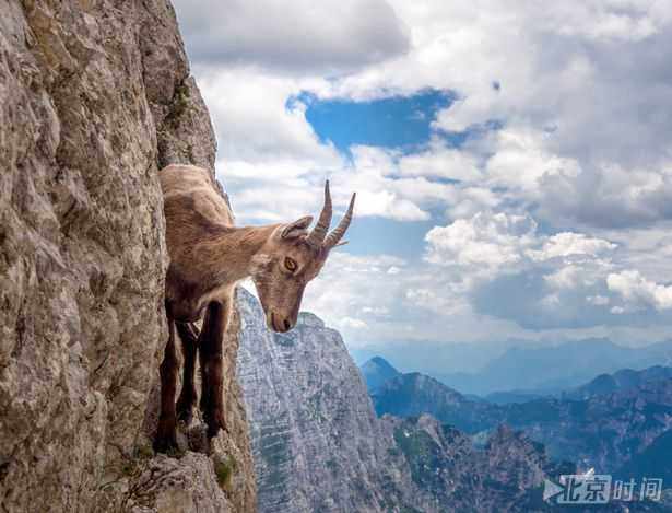 濒危野山羊在峭壁上穿行 拥有超高平衡技巧