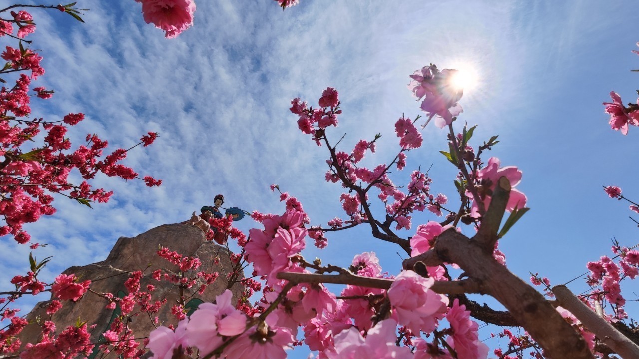 北京平谷万亩桃花绽放 北京平谷万亩桃花绽放