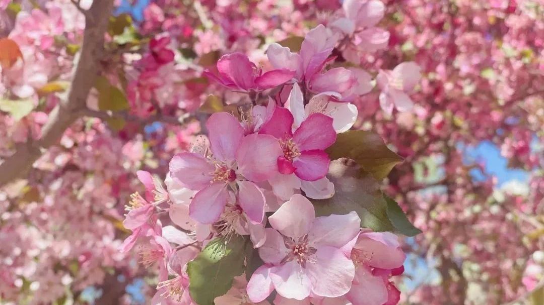 相邀北京冬奥公园看花海！首届永定河海棠赏花节来喽~