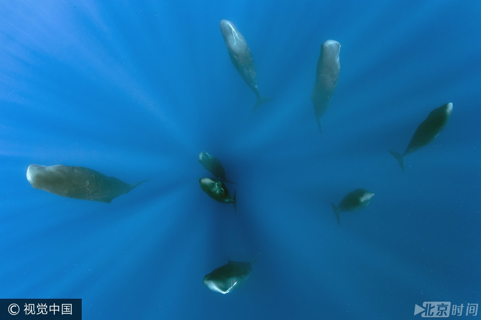 极其罕见!摄影师拍到鲸鱼沉睡画面 头朝上尾朝下垂直入眠