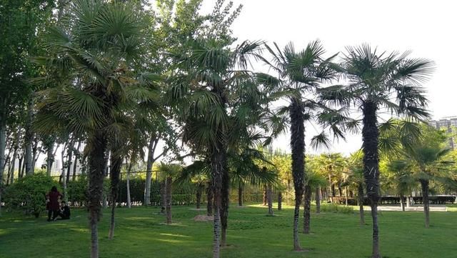 西安城市运动公园一日游(董应赞4月19日摄)