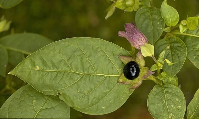 盘点世上最毒的五种植物 直到现在还没多少人知道 雪花新闻