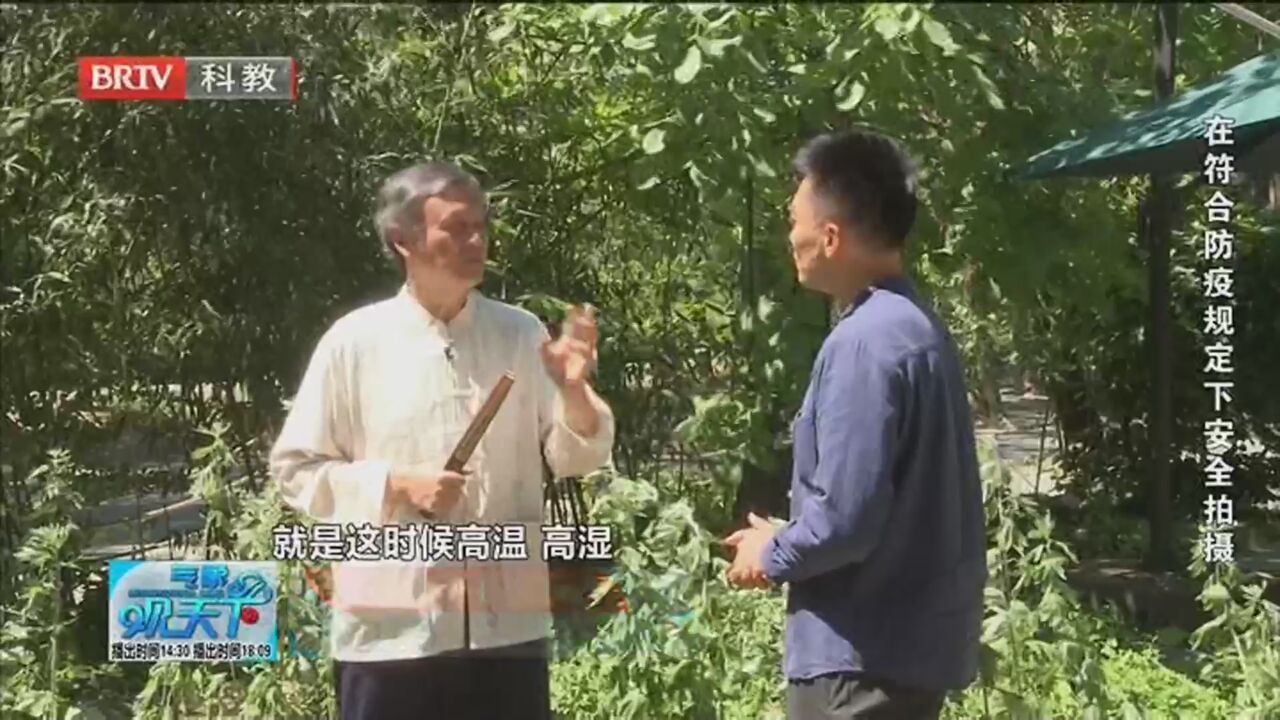 《气象观天下》20220602碧艾香蒲处处忙 五月初五艾草香