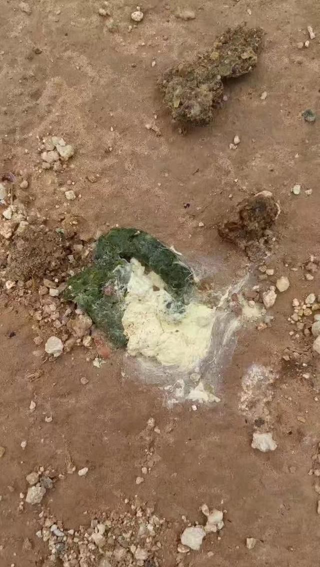 老百姓口中说的鸡瘟,如何防控治疗,这里有小窍