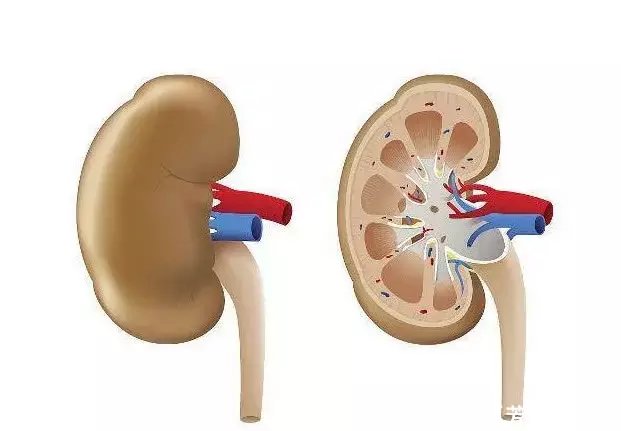 中医专家:男人补肾益精常常吃它,有立竿见影