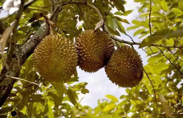 为什么有人觉得榴莲臭有人却觉得香?它究竟有