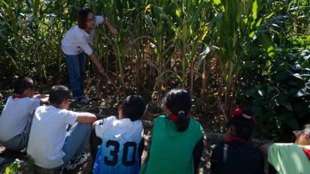 开心！老师手把手教同学们收割玉米  劳动教育课走进北京的小学课堂