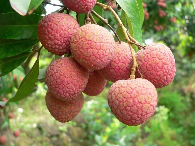 广西荔枝滞销5毛1斤没人要,而水果店要10元1斤