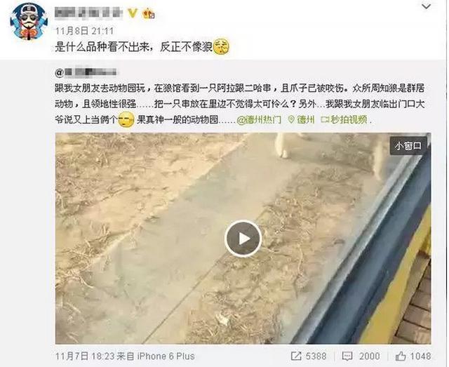 动物园狼舍现哈士奇 园方:它在狼群中拥有地位 动物园狼舍现哈士奇 园方:它在狼群中拥有地位