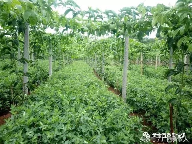 百香果套种讲究多,别乱套了
