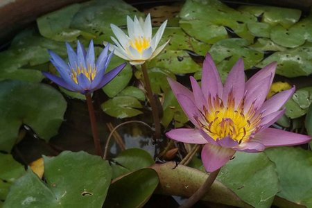 夏天儿童发烧感冒多是什么原因导致?中医建议