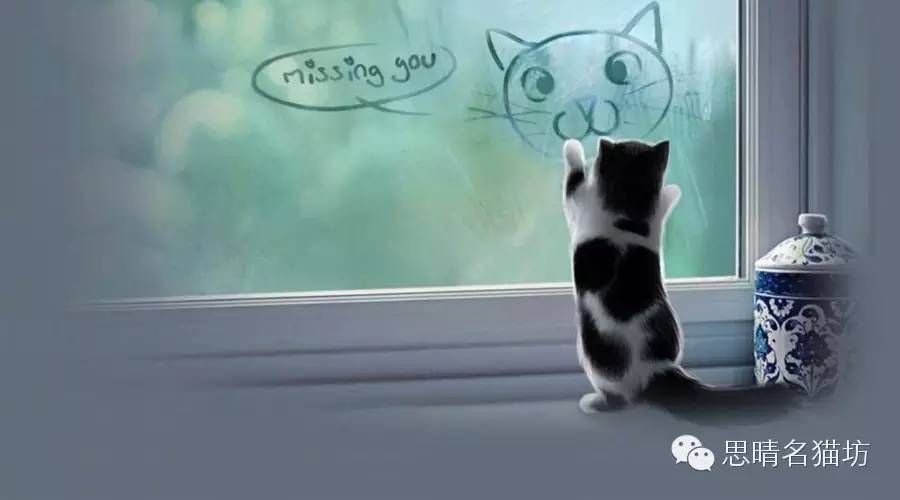 爱猫的人心灵分析 爱猫的人心灵分析