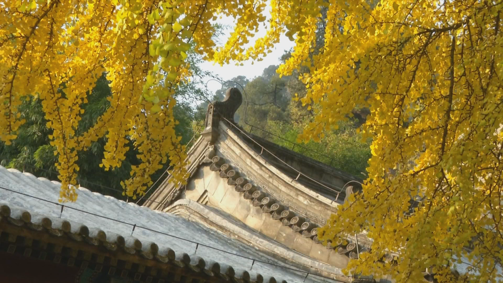 奇妙景观！戒台寺“夫妻树”缤纷色彩注满戒台