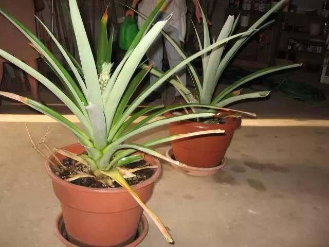 菠萝的盆栽方法,北方的朋友有条件也可以盆栽