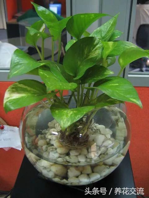 如何玻璃瓶养好水培的绿萝,长了绿藻之后要怎